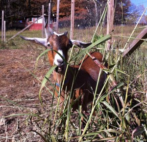 Chucho the Goat Chucho the Goat